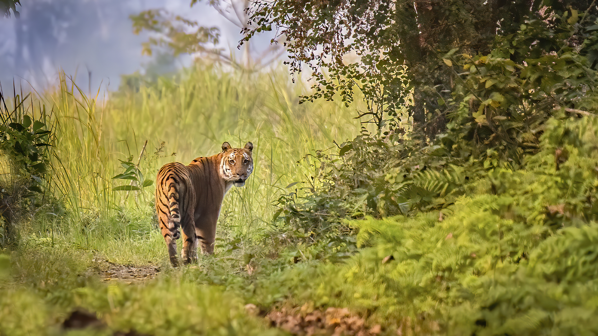 Royal Bengal tiger a frame from less known Tiger Reserve of India, Orang Tiger Reserve